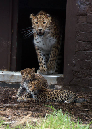 Illustration for article titled ZOMG THERE ARE BABY AMUR TIGERS AND LEOPARDS!!!